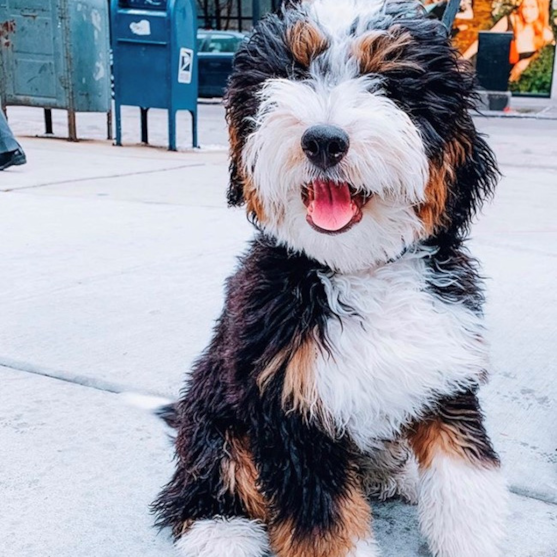 Past F1 Mini Bernedoodle litters