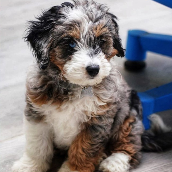 Tricolor Mini Bernedoodle puppy sitting on the floor