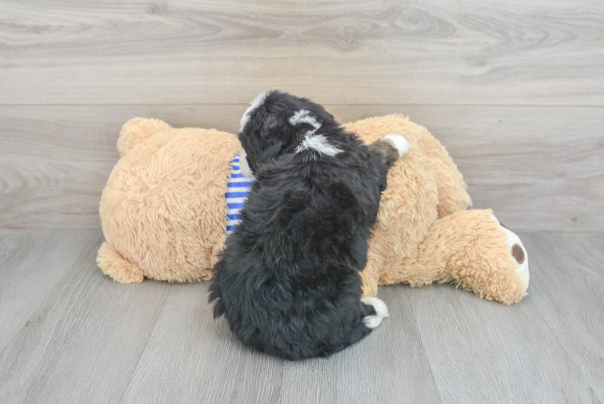 Adorable Mini Bernedoodle Raya: 8lb 7oz Doodle Puppy