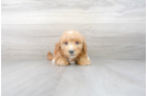 Meet Sadie - our Mini Bernedoodle Puppy Photo 2/3 - Premier Pups
