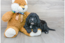 Meet Sadie - our Mini Bernedoodle Puppy Photo 2/3 - Premier Pups