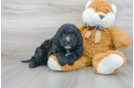 Meet Sadie - our Mini Bernedoodle Puppy Photo 1/3 - Premier Pups