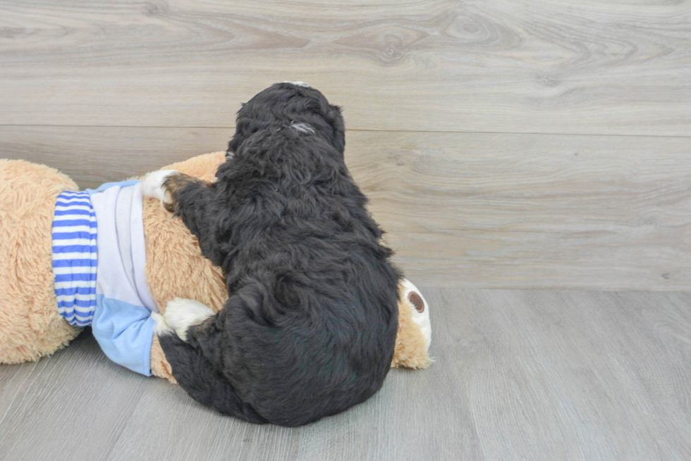 Cute Mini Bernedoodle Baby