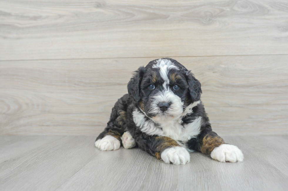 5 week old Mini Bernedoodle Puppy For Sale - Premier Pups