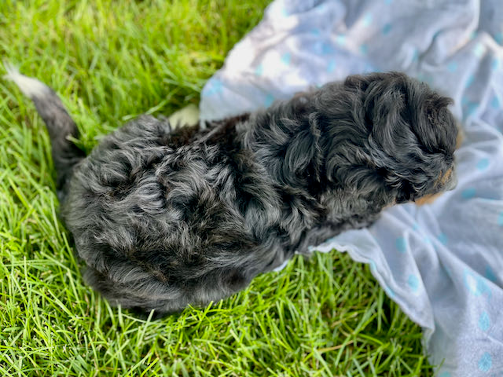 Meet Coco - our Mini Bernedoodle Puppy Photo 4/4 - Premier Pups