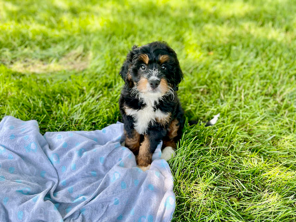 Meet Coco - our Mini Bernedoodle Puppy Photo 1/4 - Premier Pups