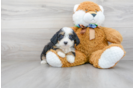 Meet Sedona - our Mini Bernedoodle Puppy Photo 1/3 - Premier Pups