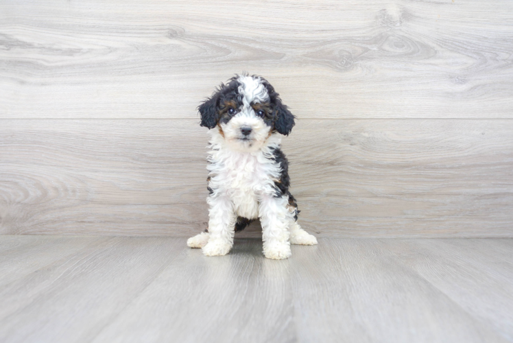 Meet Sedona - our Mini Bernedoodle Puppy Photo 2/3 - Premier Pups