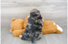 Meet Sedona - our Mini Bernedoodle Puppy Photo 3/3 - Premier Pups