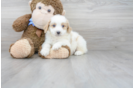 Meet Sergio - our Mini Bernedoodle Puppy Photo 2/3 - Premier Pups
