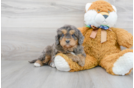 Meet Sergio - our Mini Bernedoodle Puppy Photo 1/3 - Premier Pups