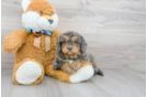Meet Sergio - our Mini Bernedoodle Puppy Photo 2/3 - Premier Pups