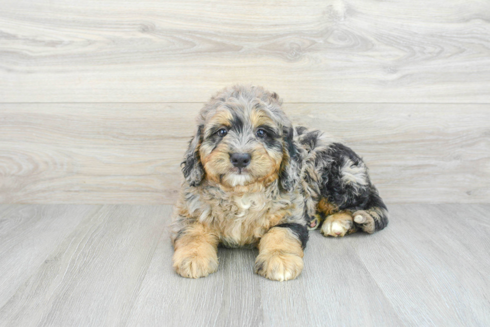 Popular Mini Bernedoodle Poodle Mix Pup