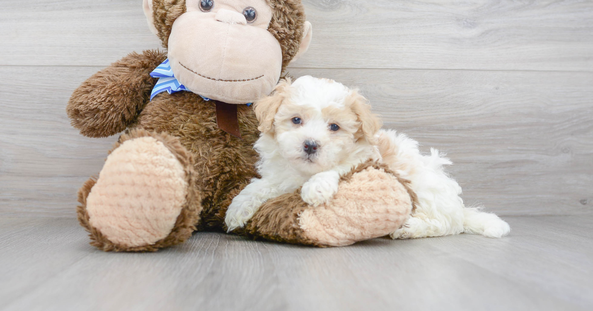 Hypoallergenic Mini Bernedoodle Shaggy: 3lb 1oz Doodle Puppy