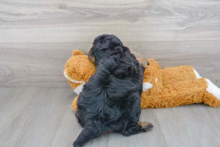 Meet Shaggy - our Mini Bernedoodle Puppy Photo 3/3 - Premier Pups