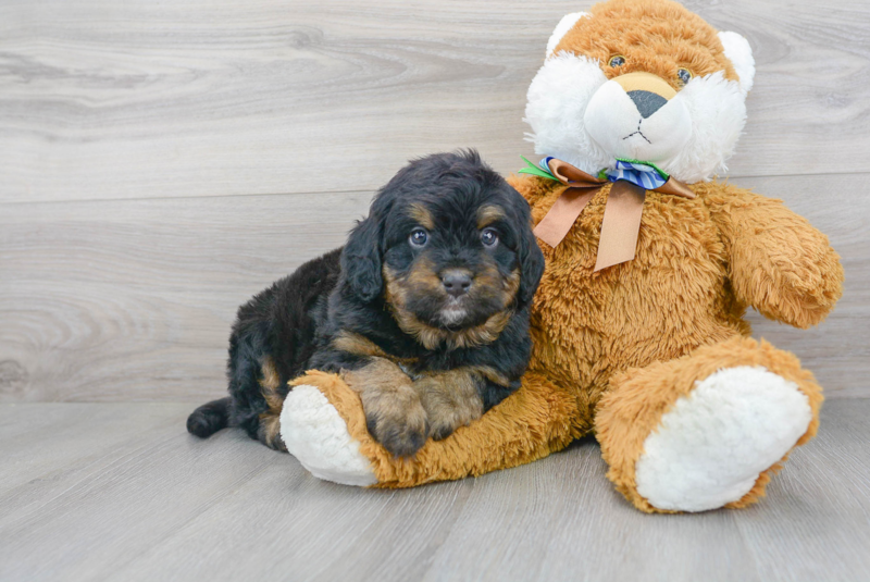 Meet Shaggy - our Mini Bernedoodle Puppy Photo 2/3 - Premier Pups