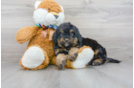Meet Shaggy - our Mini Bernedoodle Puppy Photo 1/3 - Premier Pups