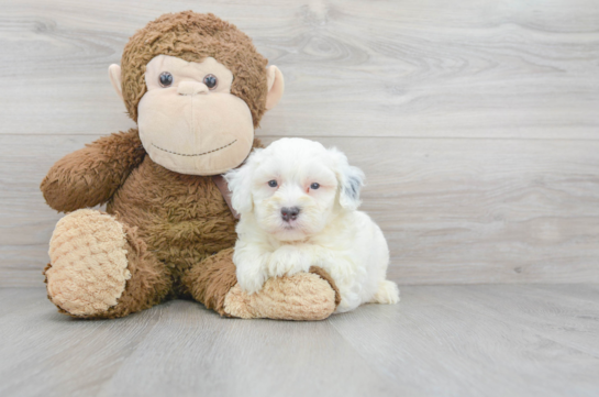 6 week old Mini Bernedoodle Puppy For Sale - Premier Pups