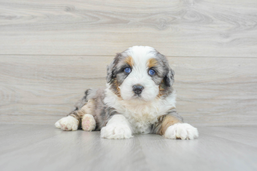 5 week old Mini Bernedoodle Puppy For Sale - Premier Pups