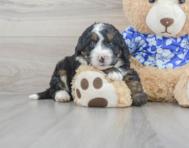 8 week old Mini Bernedoodle Puppy For Sale - Premier Pups