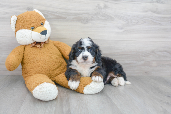 Mini Bernedoodle Puppy for Adoption