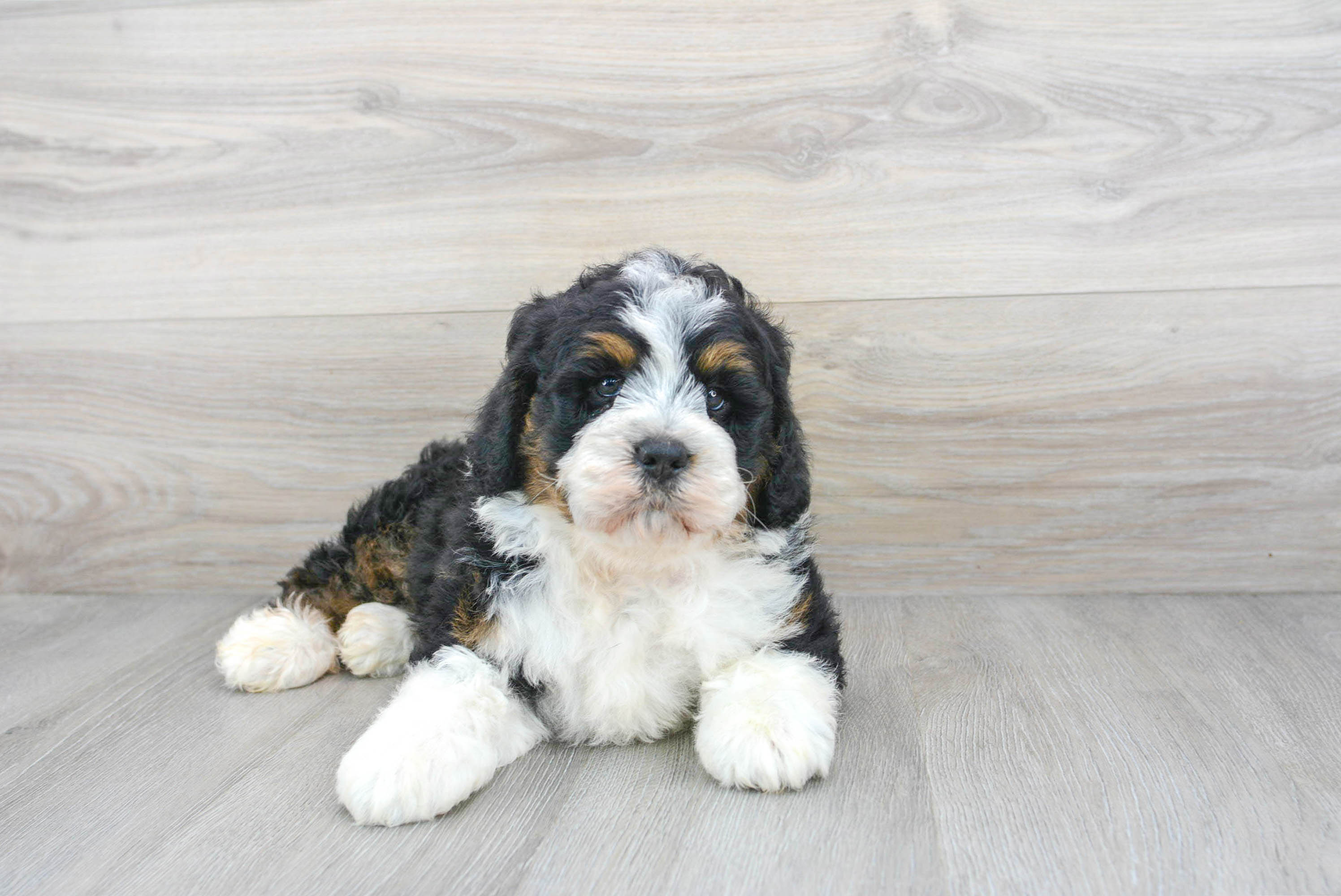 Adopt best sale mini bernedoodle