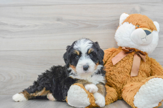 Funny Mini Bernedoodle Poodle Mix Pup