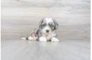 Meet Sorrento - our Mini Bernedoodle Puppy Photo 3/4 - Premier Pups