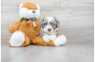 Meet Sorrento - our Mini Bernedoodle Puppy Photo 2/4 - Premier Pups