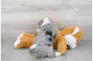 Meet Sorrento - our Mini Bernedoodle Puppy Photo 4/4 - Premier Pups