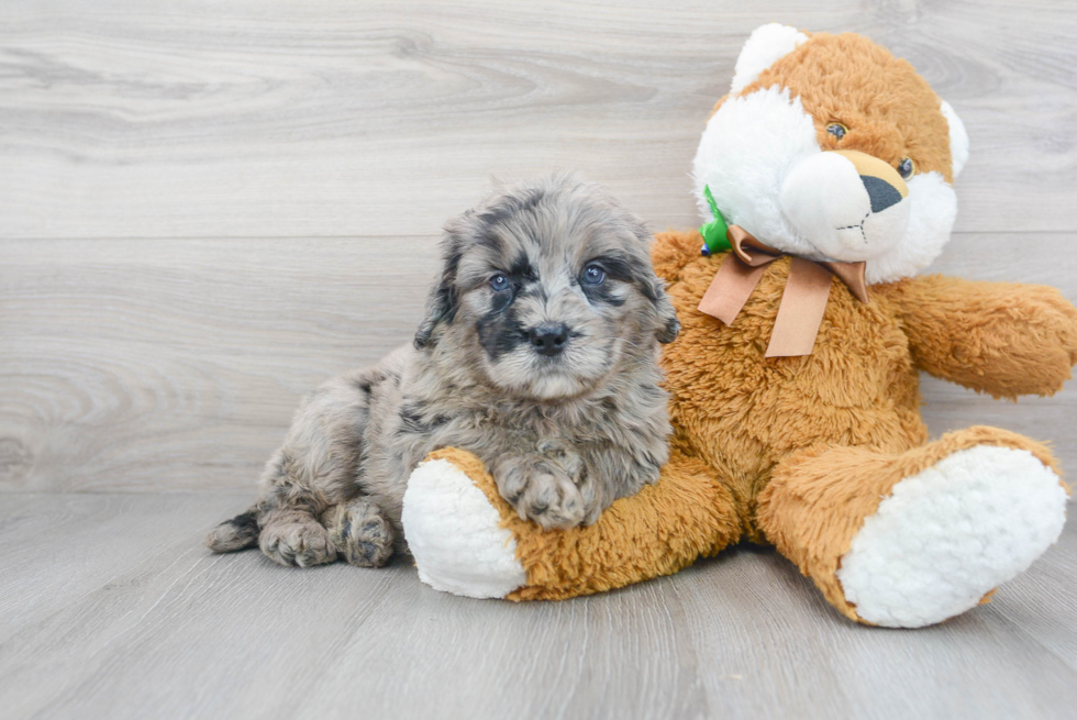 Meet Sorrento - our Mini Bernedoodle Puppy Photo 2/3 - Premier Pups