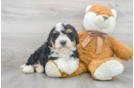 Meet Sorrento - our Mini Bernedoodle Puppy Photo 1/3 - Premier Pups