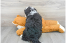 Meet Sorrento - our Mini Bernedoodle Puppy Photo 3/3 - Premier Pups