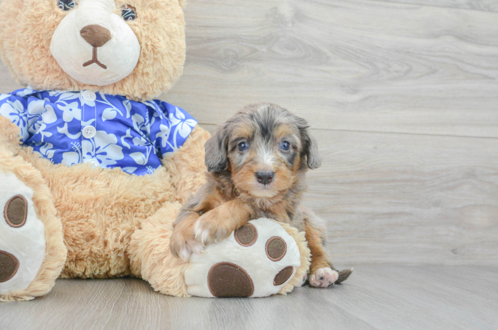 5 week old Mini Bernedoodle Puppy For Sale - Premier Pups