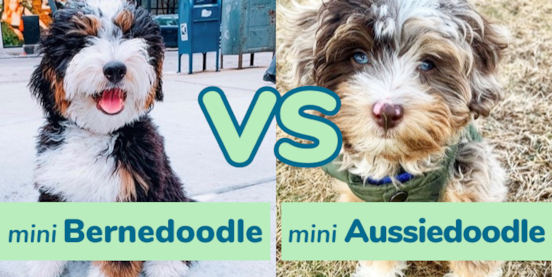 Mini Bernedoodle vs Mini Aussiedoodle Comparison