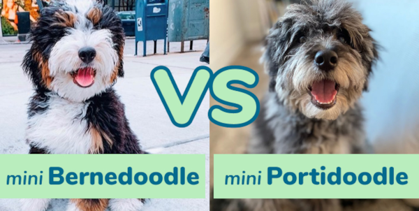 Mini Bernedoodle vs Mini Portidoodle - Premier Pups