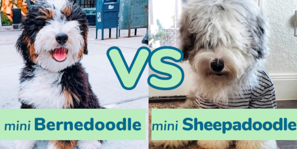 Mini Bernedoodle vs Mini Sheepadoodle - Premier Pups