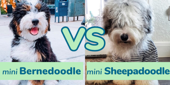 Mini Bernedoodle vs Mini Sheepadoodle Comparison