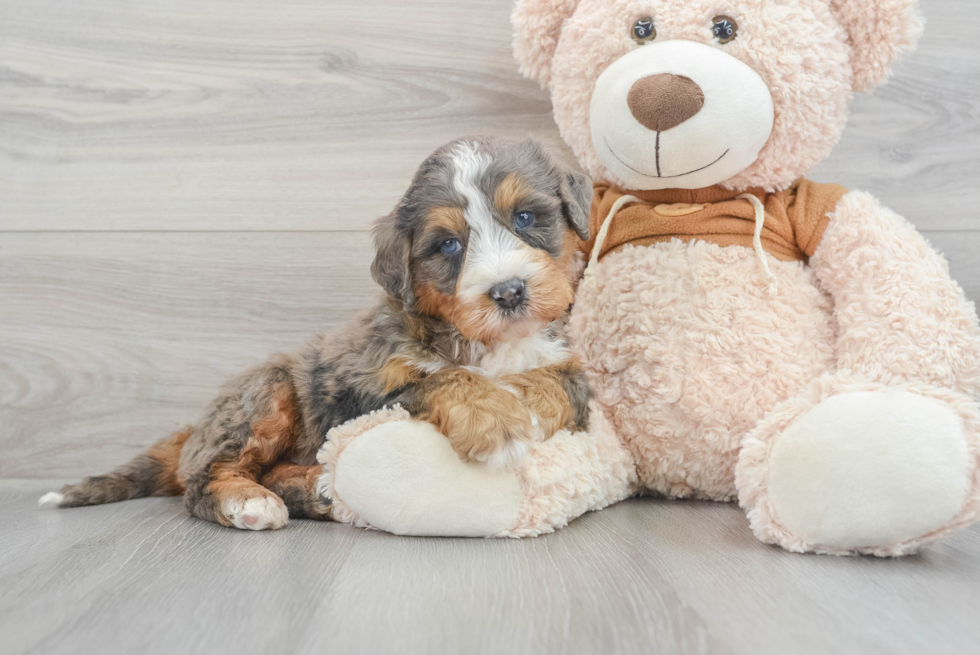 Little Mini Bernedoodle Zeus: 12lb 12oz Doodle Puppy