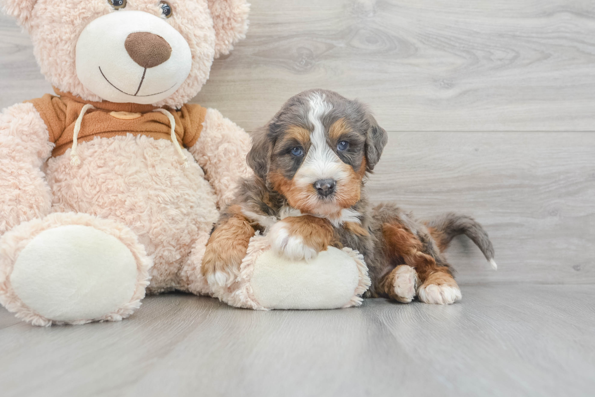 Little Mini Bernedoodle Zeus: 12lb 12oz Doodle Puppy