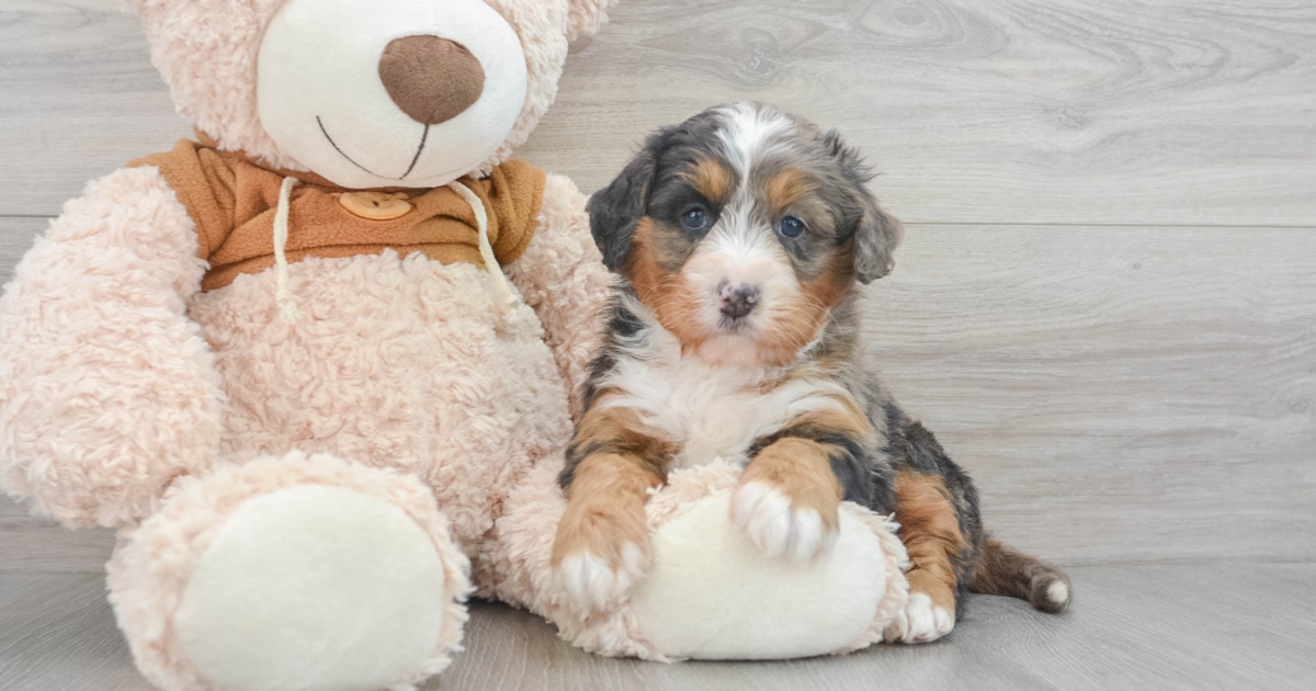 Friendly Mini Bernedoodle Zo: 5lb 3oz Doodle Puppy