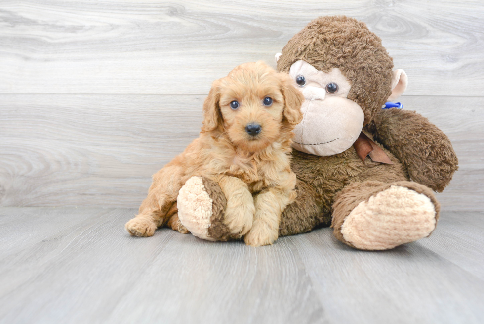Meet Adora - our Mini Goldendoodle Puppy Photo 2/3 - Premier Pups