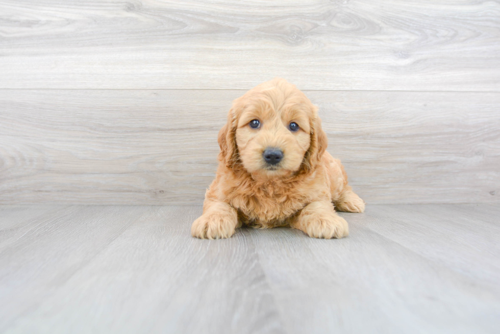 Meet Adora - our Mini Goldendoodle Puppy Photo 2/3 - Premier Pups