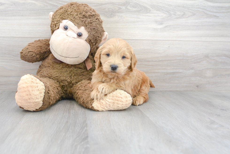 Meet Alpha - our Mini Goldendoodle Puppy Photo 1/3 - Premier Pups