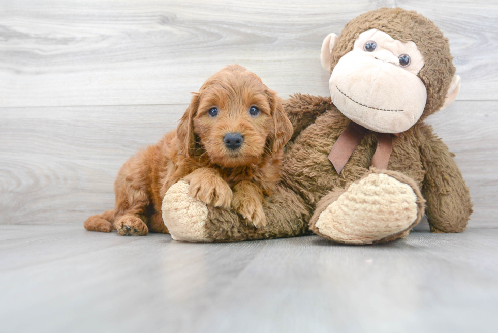 Meet Alpha - our Mini Goldendoodle Puppy Photo 2/3 - Premier Pups