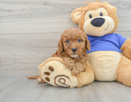 8 week old Mini Goldendoodle Puppy For Sale - Premier Pups