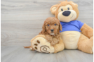 Friendly Mini Goldendoodle Baby