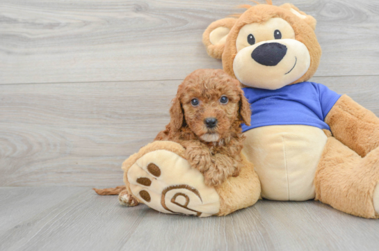 Friendly Mini Goldendoodle Baby
