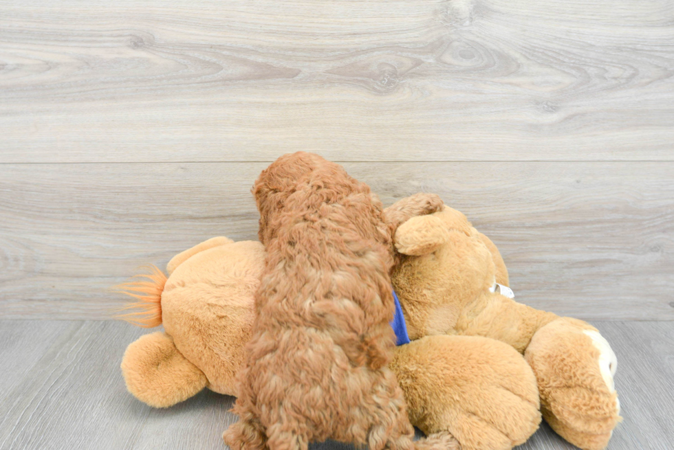 Mini Goldendoodle Puppy for Adoption