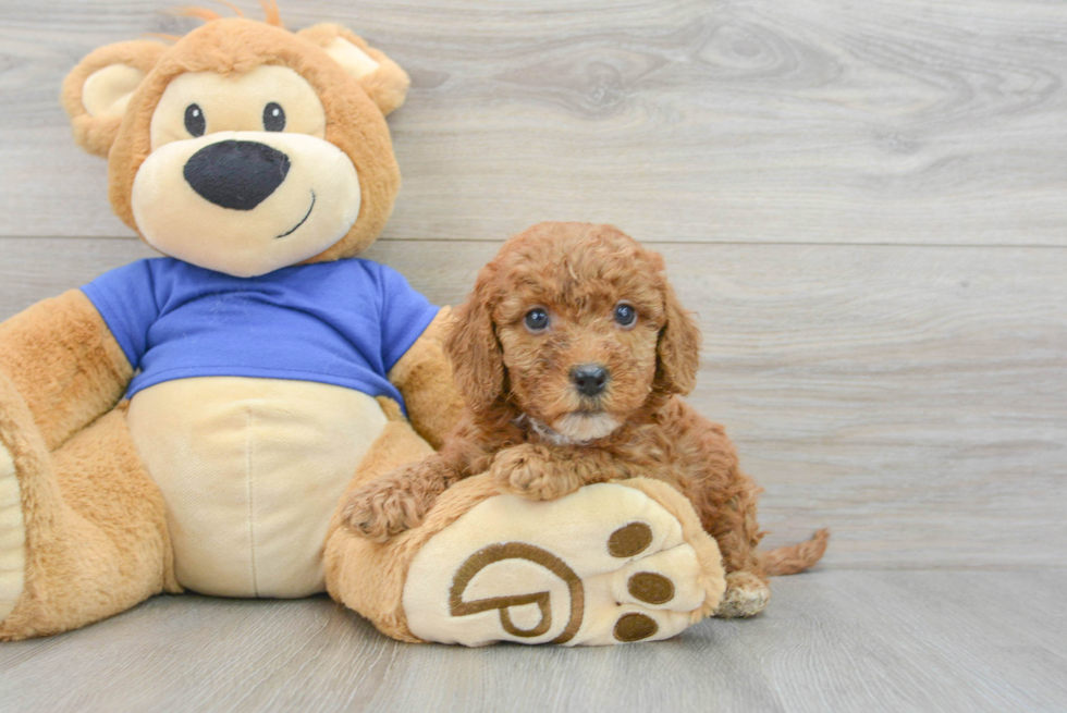 Little Golden Retriever Poodle Mix Puppy